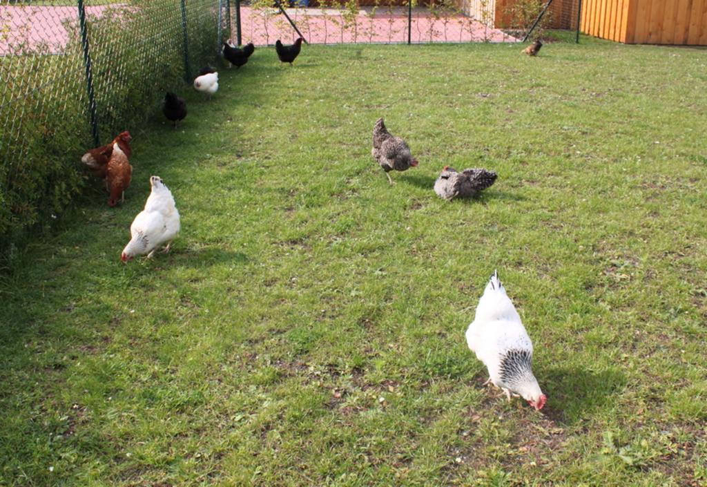 Ferienwohnung Ruegen In Samtens Zewnętrze zdjęcie